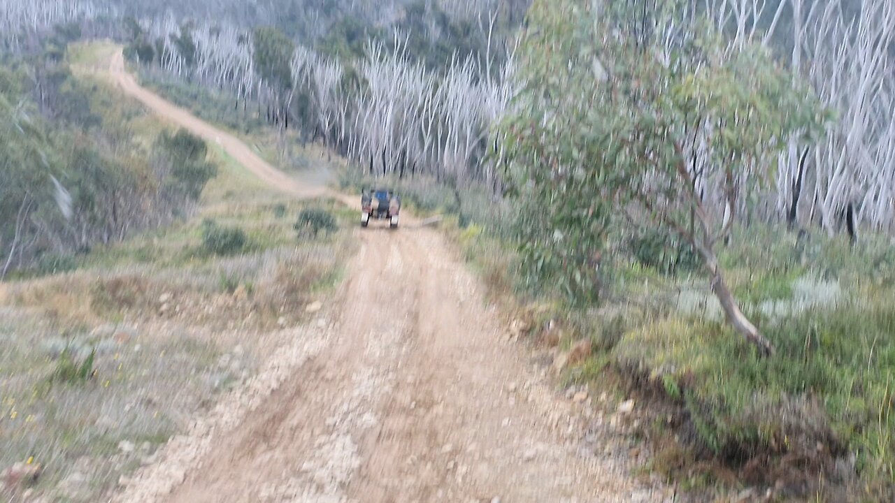 Mogs in the high country Vic. Australia