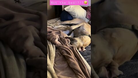 Not the blanket!! #love #shortsvideo #happy #dogs #like #dog #amazing #kids #viral #doglover