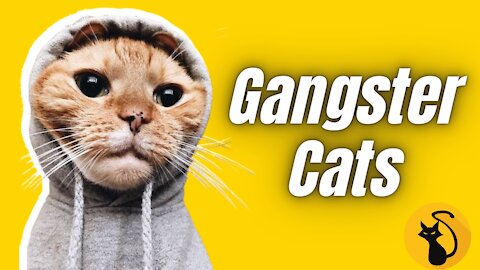 Cats being irresistibly Hilarious | Compilation