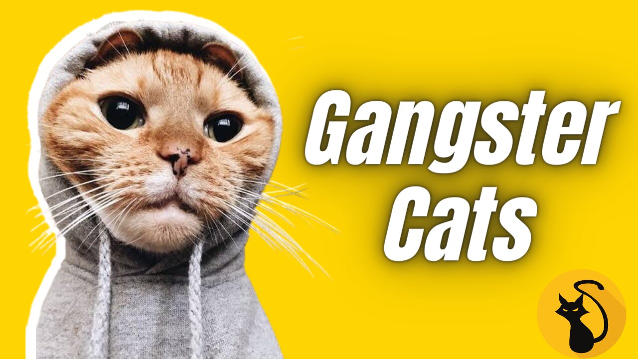 Cats being irresistibly Hilarious | Compilation