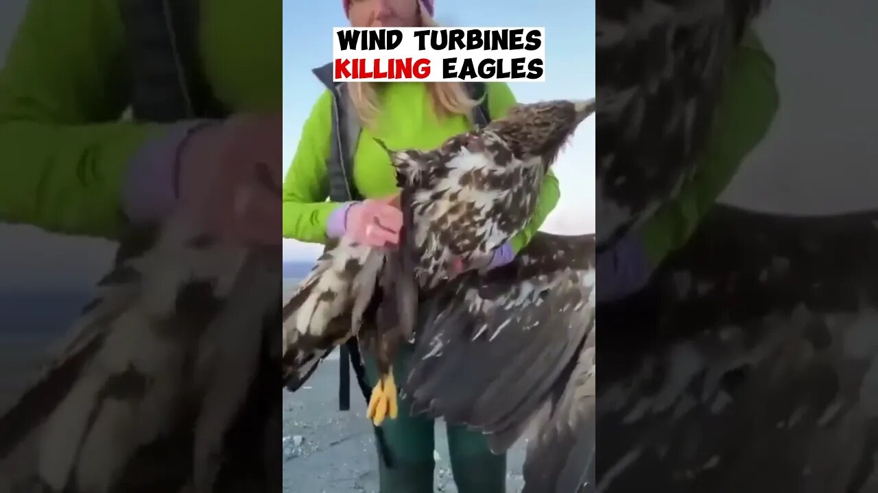 F*ck wind turbines k*ll eagles