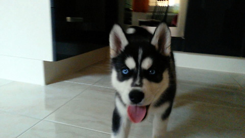 This puppy is over the moon when she gets a plastic bottle