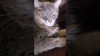 Cat doesn't want to get up.