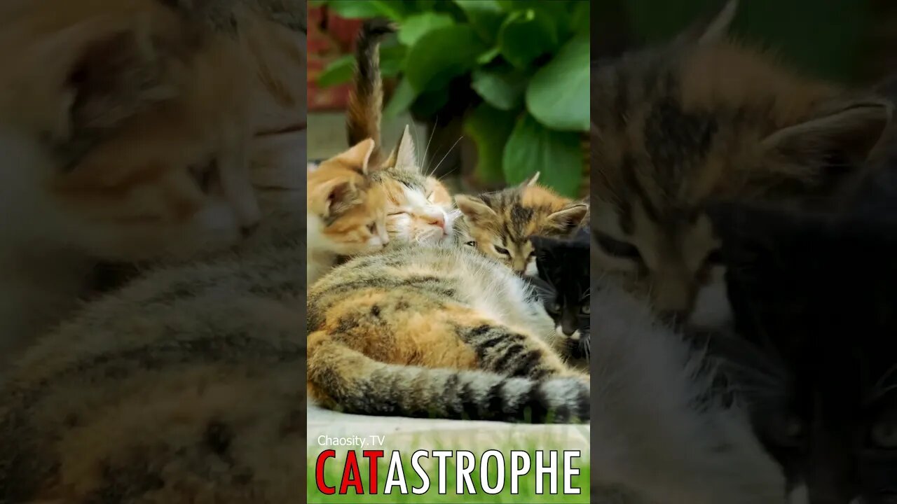 😼 #CATASTROPHE - Ethereal Feast: Kittens Draw Strength from their Enchanting Queen 🐈