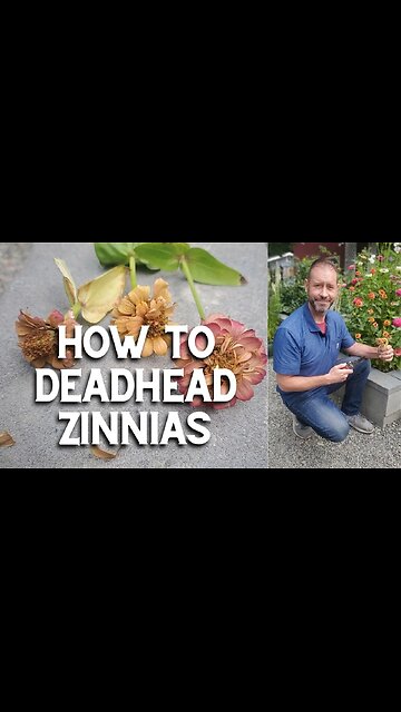 ✂ Deadheading Zinnias #shorts ✂