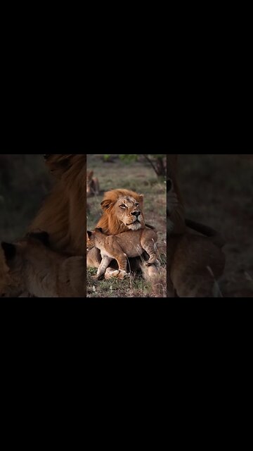 Mufasa and Simba 👑🦁