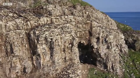 Puffin Hunts Fish To Feed Puffling