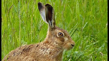 Close Encounter with a Brown Hare