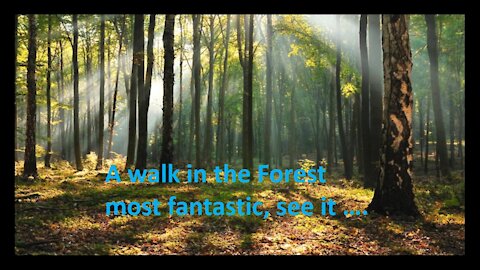 Forest Videos with Music -2