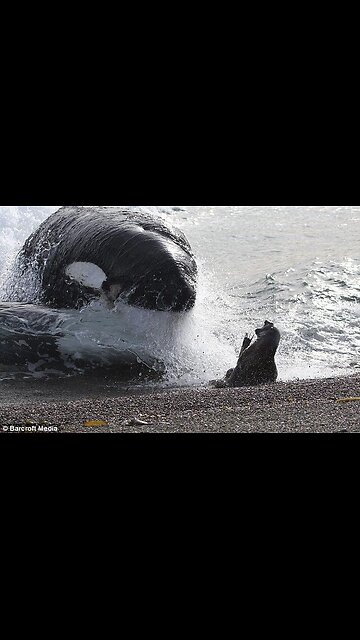 Seal narrowly escapes killer whales in Kamchatka, Russia