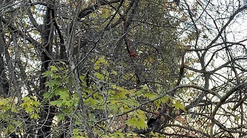 Cardinal in James Gardens Toronto