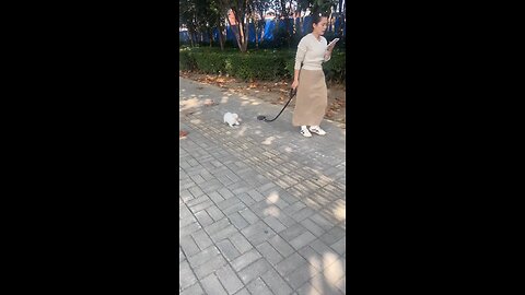 comedy videos l funny video dog