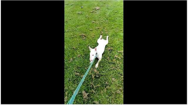 Exhausted bull terrier refuses to walk anymore