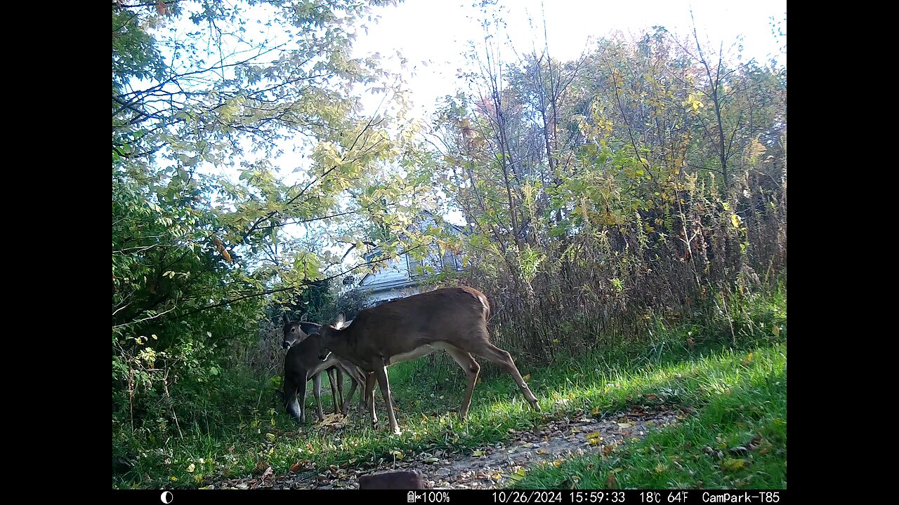 Deer 10-26-2024