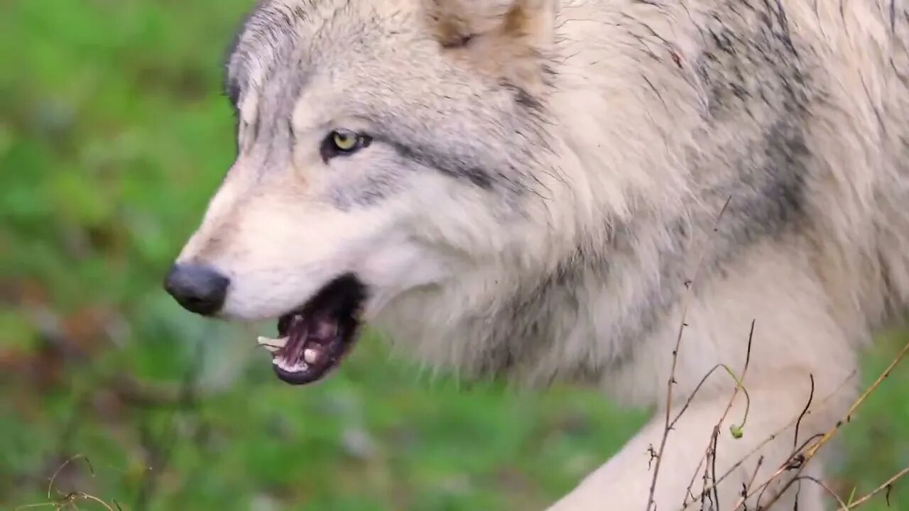 Does a Wolf really eat grass when he's hungry9