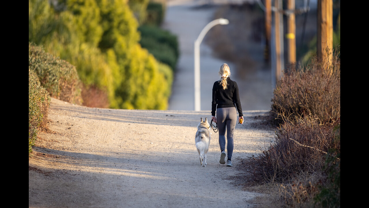 45% of dog owners believe their four-legged friend is in better shape than they are