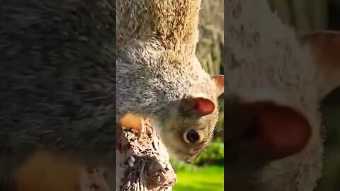 Cute Little Grey Squirrel