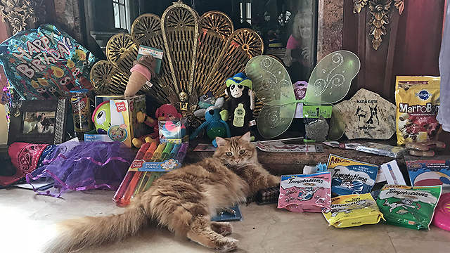 Happy Cat Enjoys Great Dane Birthday Party Gifts