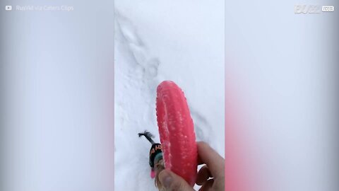 Ce chien ne laisse pas la neige gâcher sa journée