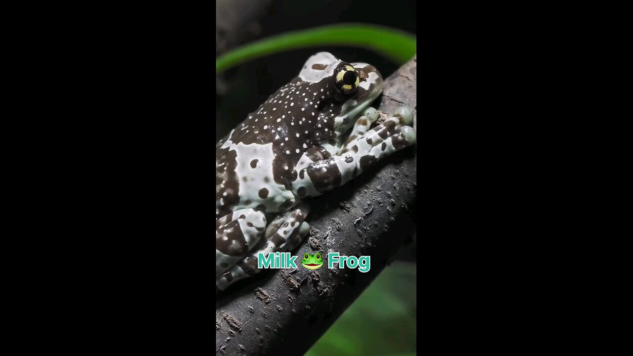 Milk frog