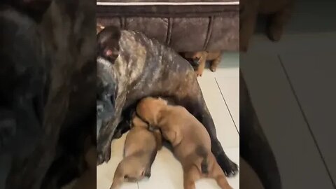 cute Pug mum feeding her pups. #shorts