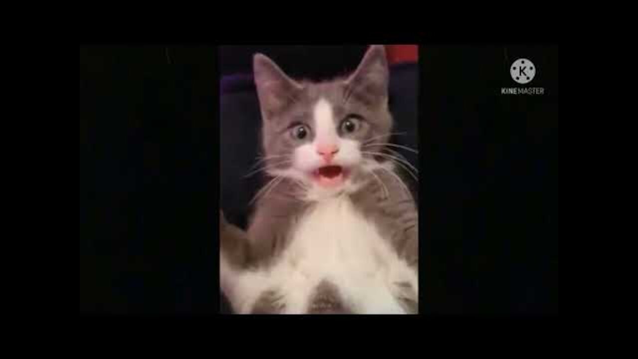 Cute And Funny Pets Try Not To Laugh To These Pets Compilation 30 @anupctg