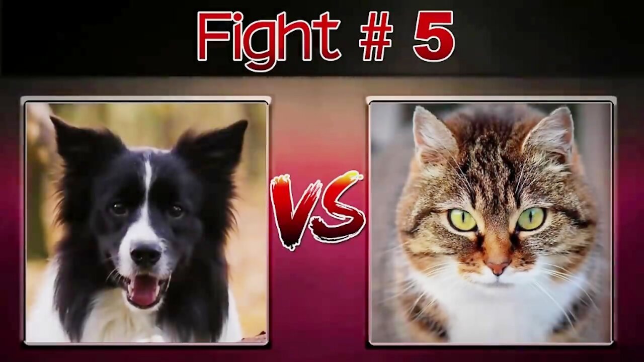 Cat and dog war