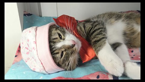 Cat Photography