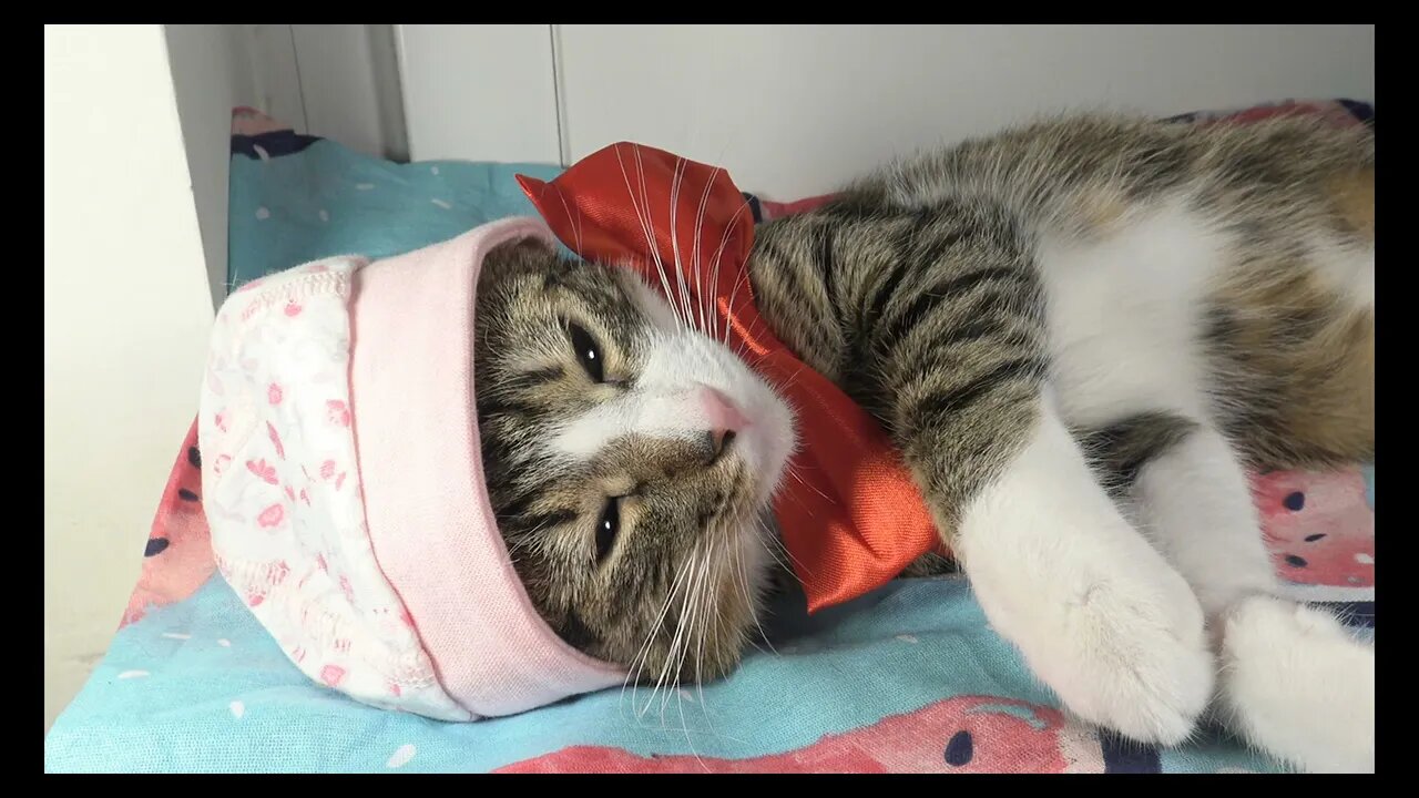 Cat Photography
