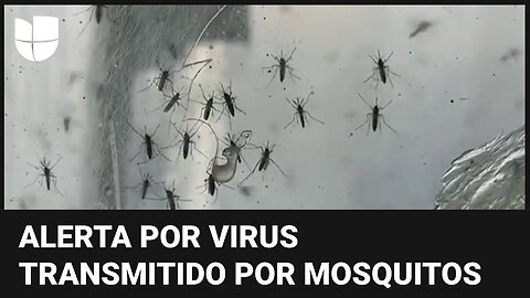 Alerta en varios estados de EEUU por un virus potencialmente mortal transmitido por mosquitos