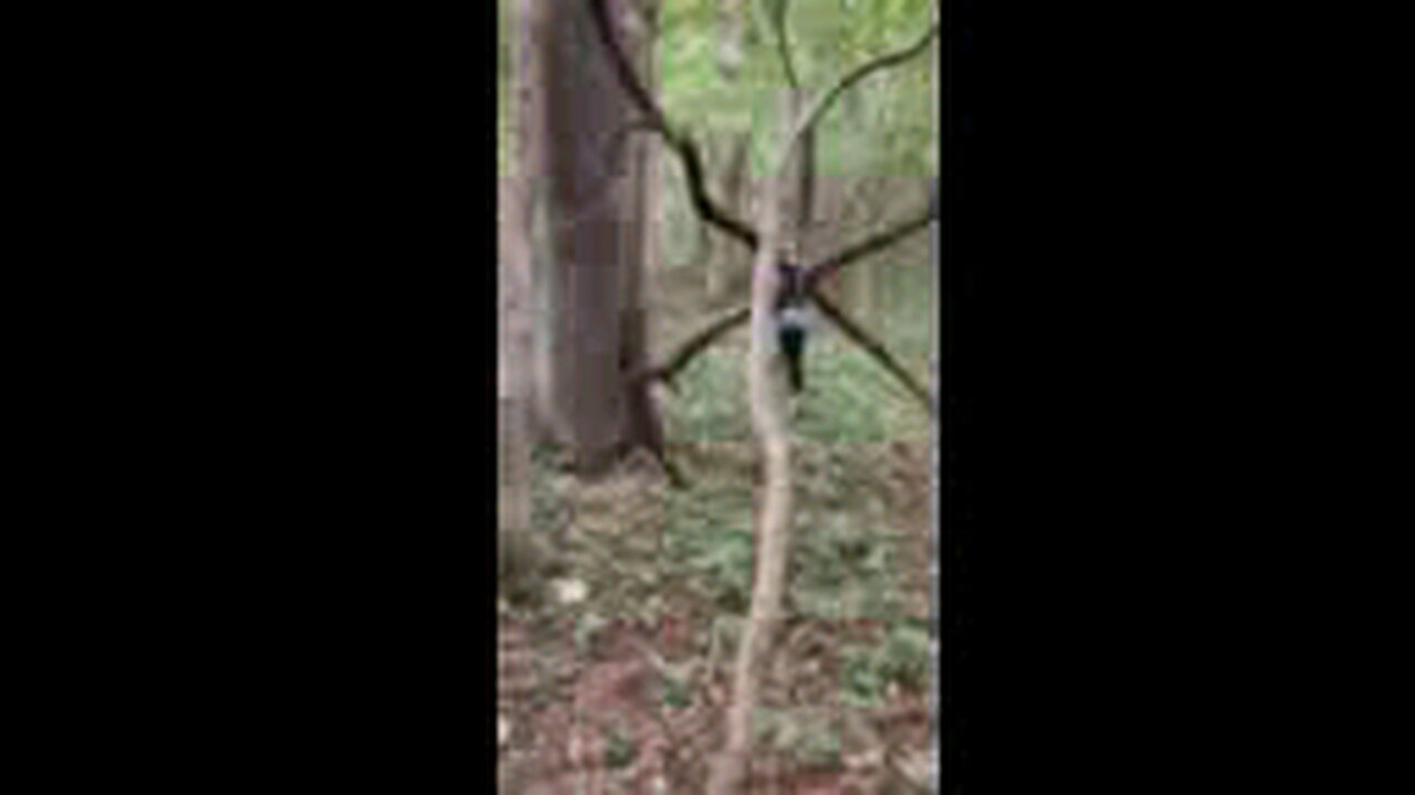 Bigfoot Structures Near Chris's Farm