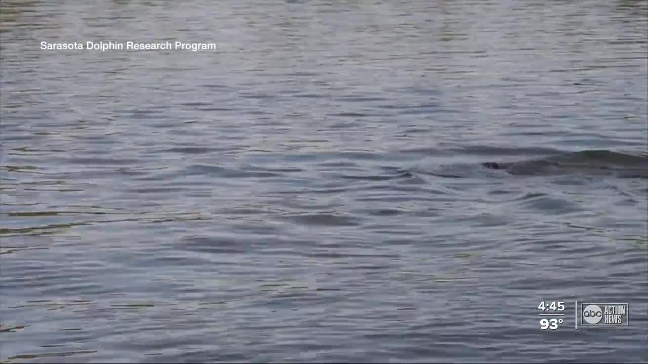 Researchers warning people to watch out for dolphins while out for Labor Day weekend
