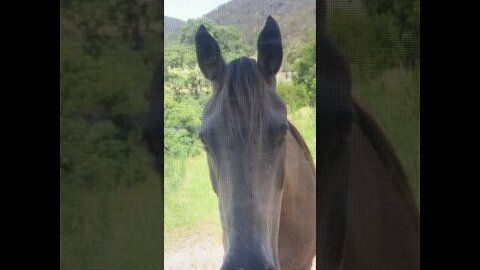 Arthur the rescue horse visits through the window