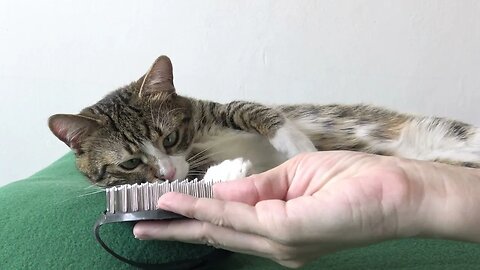 Brushing Relaxes this Little Cat