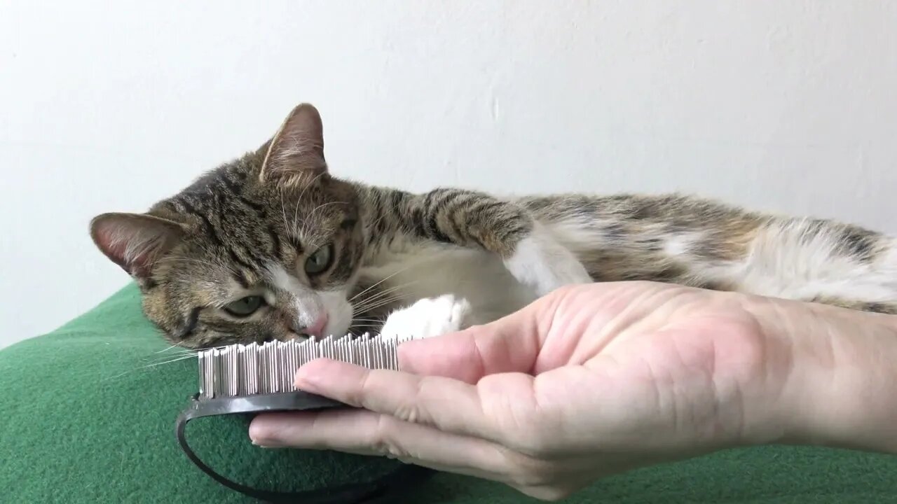 Brushing Relaxes this Little Cat