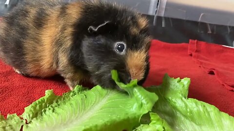 Guinea pig Svea cleaning herself