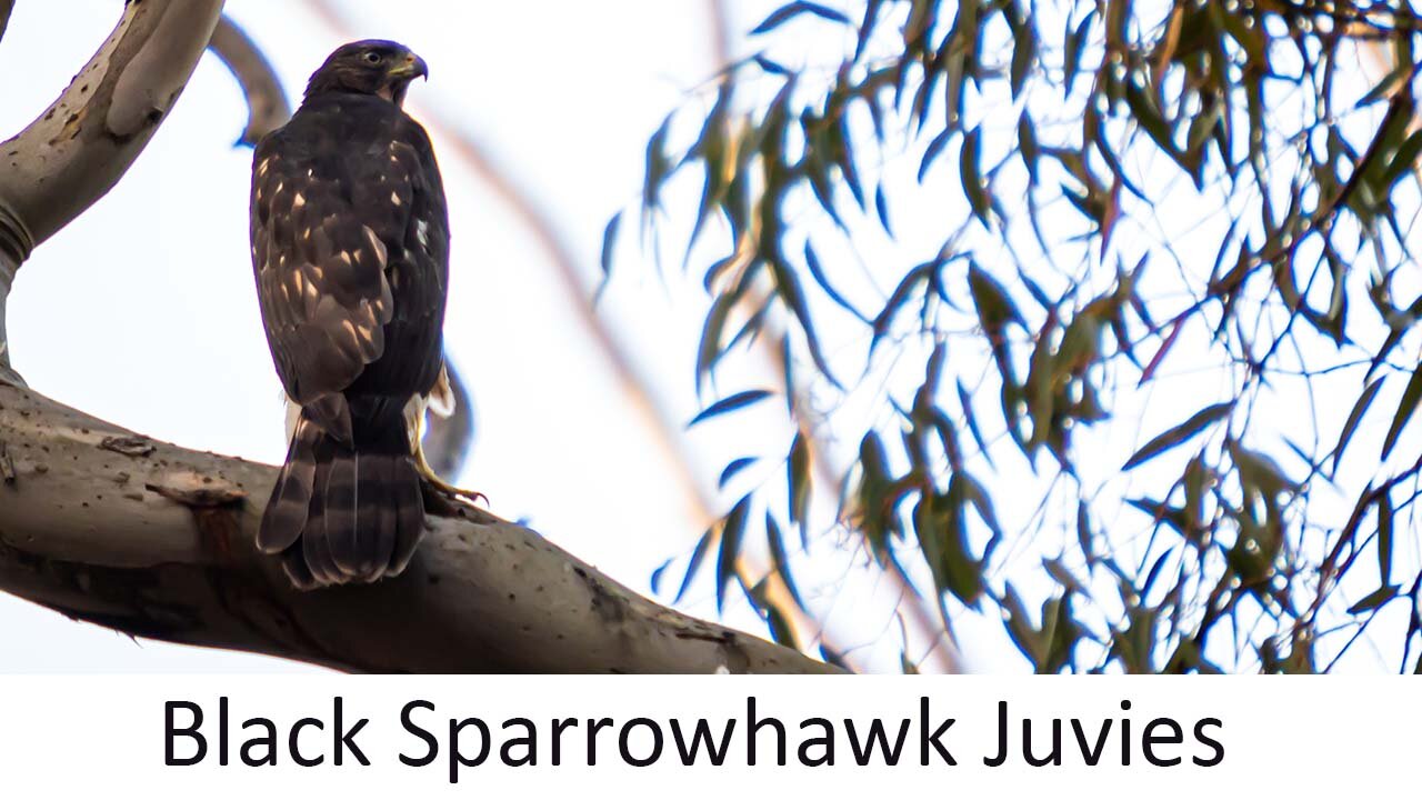 Black Sparrowhawk Juveniles, the nest is now empty!