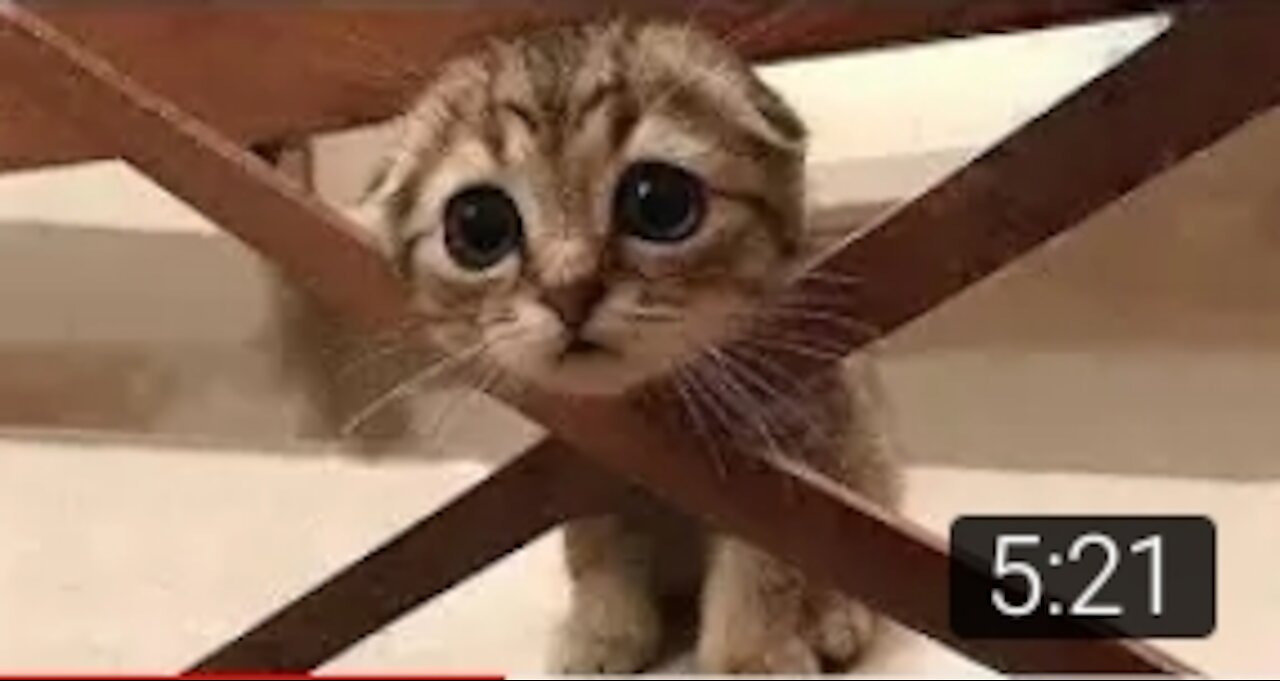 Cute funny cat clip