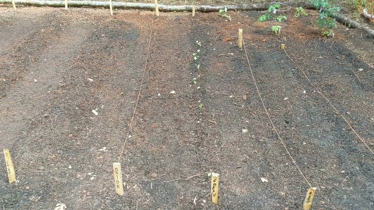 First Garden, First Sprouts