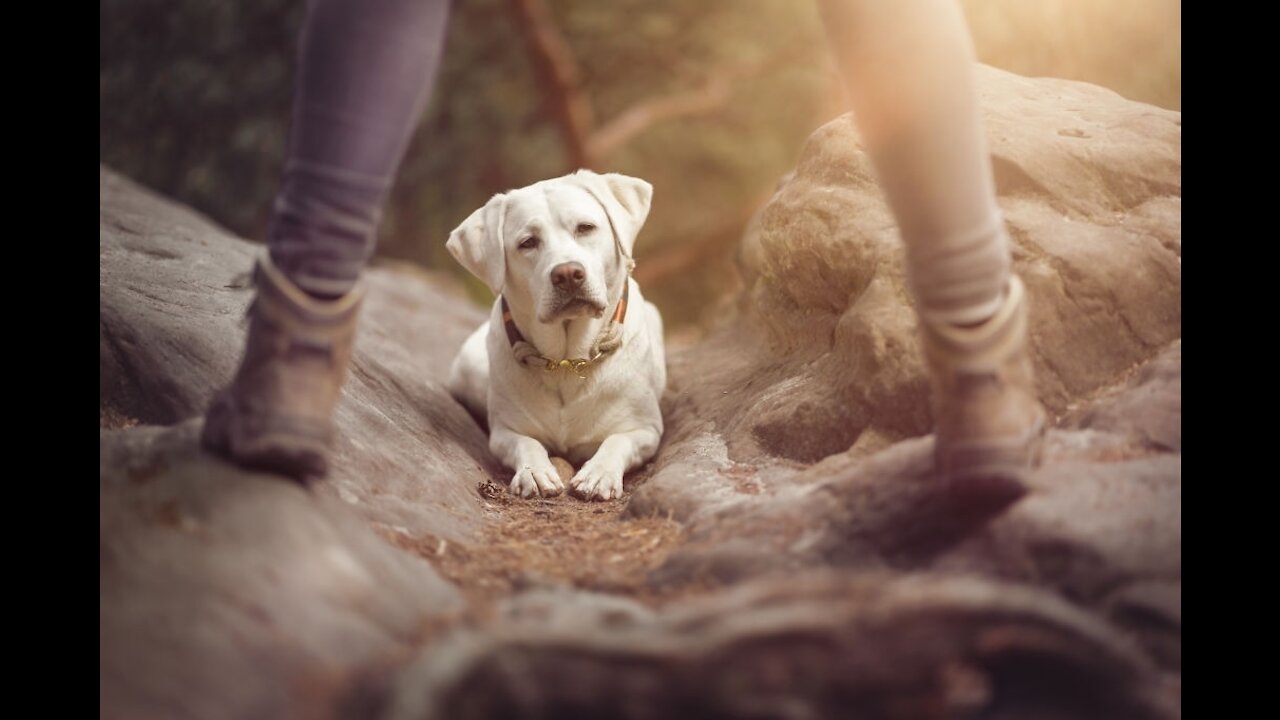 Stay is a command taught to Labradors.