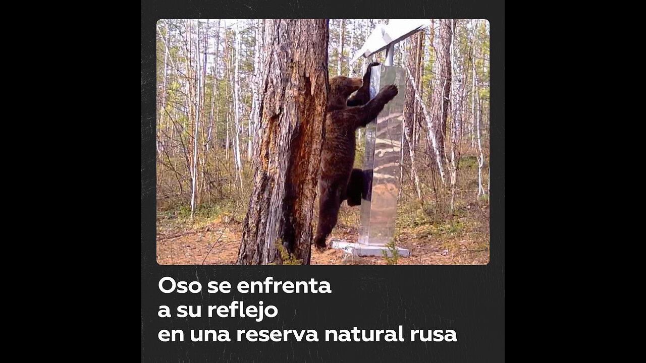 Un oso ‘boxea’ con su reflejo en la reserva natural de Tunguska, Rusia