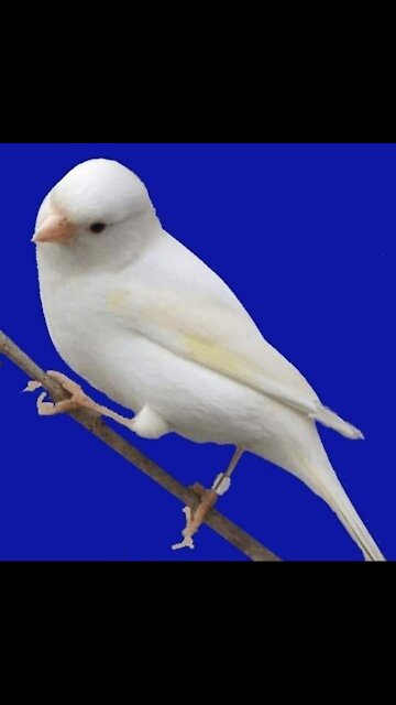 Beautiful bird sounds