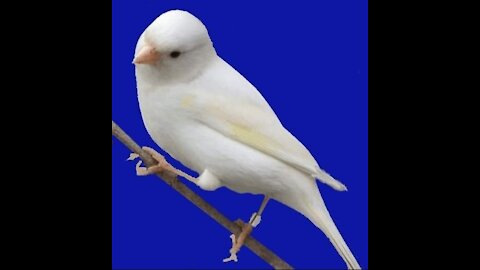 Beautiful bird sounds