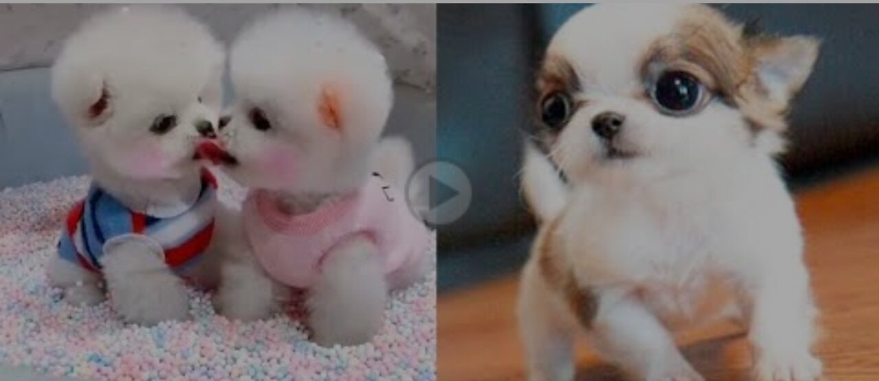Baby Dogs - Cute and Funny Dog Videos Compilation