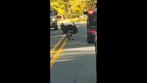 Turkey blocking traffic