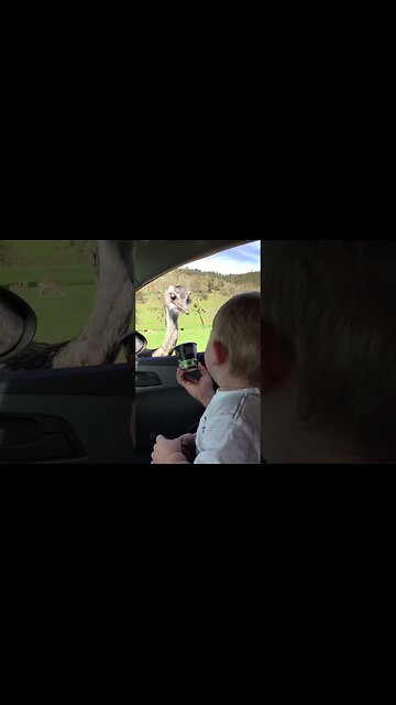 Baby Can't Stop Laughing at Ostrich Eating Food! 😂🦩