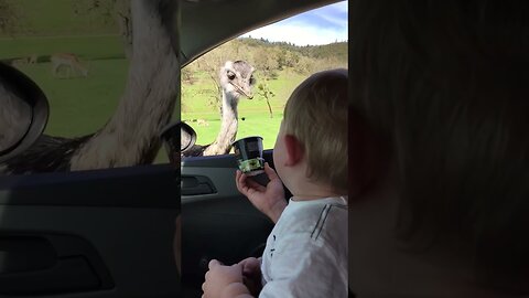 Baby Can't Stop Laughing at Ostrich Eating Food! 😂🦩