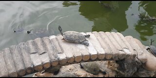 Funny Turtles moment