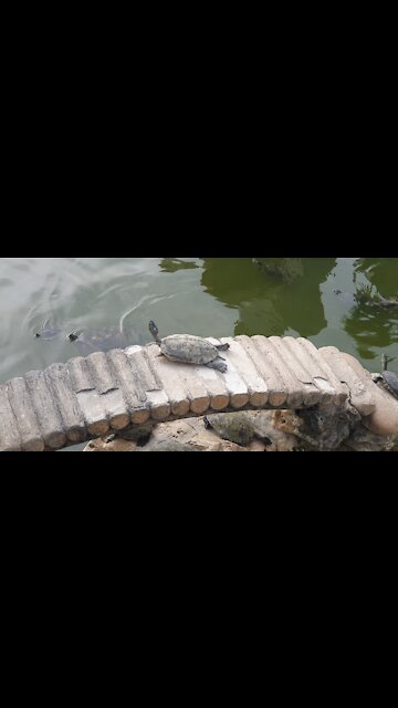 Funny Turtles moment