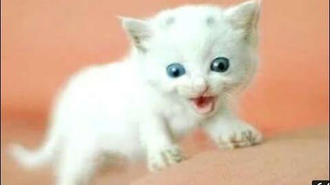 Funny cat and babies playing together. 1